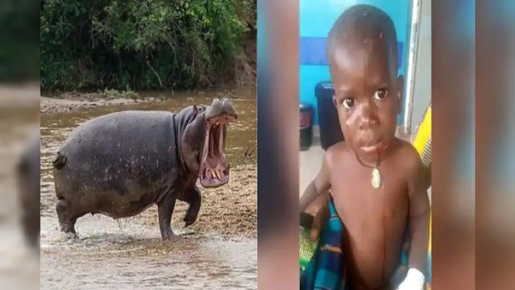 दरियाई घोड़े ने 2 साल के बच्चे को जिंदा निगला, पत्थर पड़े तो उगलकर झील में वापस भागा