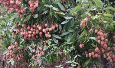 लीची से  किसान की आय में इजाफा