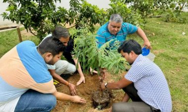 अंबिकापुर विधायक ने रोपे पौधे