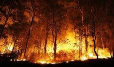 जंगलों को आग से बचाने के लिए हुए व्यापक इंतजाम