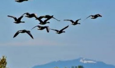 पाइरेनियन पर्वत दर्रे से उड़ने वाले करोड़ो कीड़ों के सर्वेक्षण से मिली दिलचस्प जानकारी