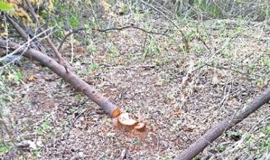 रायपुर में चोरों के हौसले बुलंद, गार्ड का पहरा फिर भी चोरों ने फॉरेस्‍ट रिसर्च सेंटर से पार कर दिए 14 चंदन के पेड़