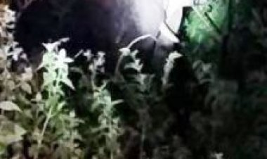 धरमजयगढ़ के पास पहुंचा हाथी