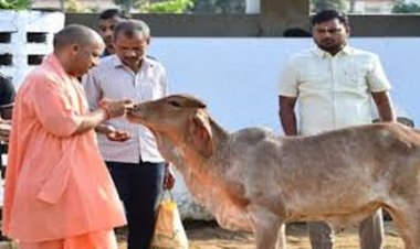 झमाझम बारिश के बीच योगी ने की गोसेवा