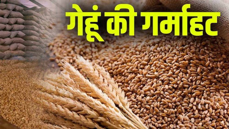 गेहूं का भंडार 16 साल में सबसे कम, सरकार  दाम काबू करने को लेकर के फैसले का पड़ा असर