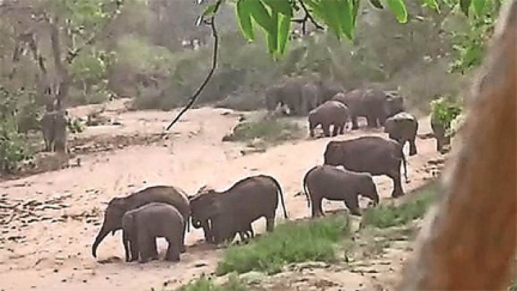 धमतरी : दंतेल हाथियों की धमक से नक्‍सलियों में खौफ, जंगल छोड़कर भागे