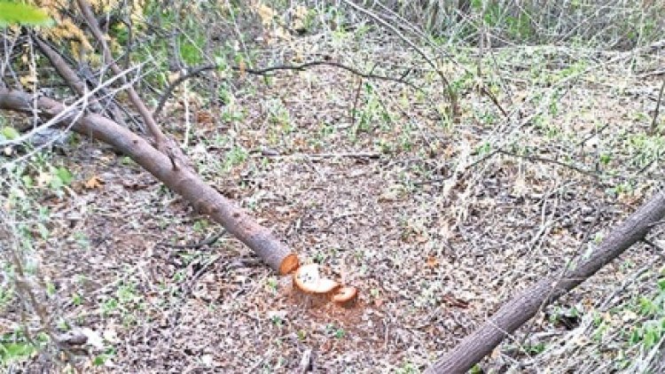 रायपुर में चोरों के हौसले बुलंद, गार्ड का पहरा फिर भी चोरों ने फॉरेस्‍ट रिसर्च सेंटर से पार कर दिए 14 चंदन के पेड़