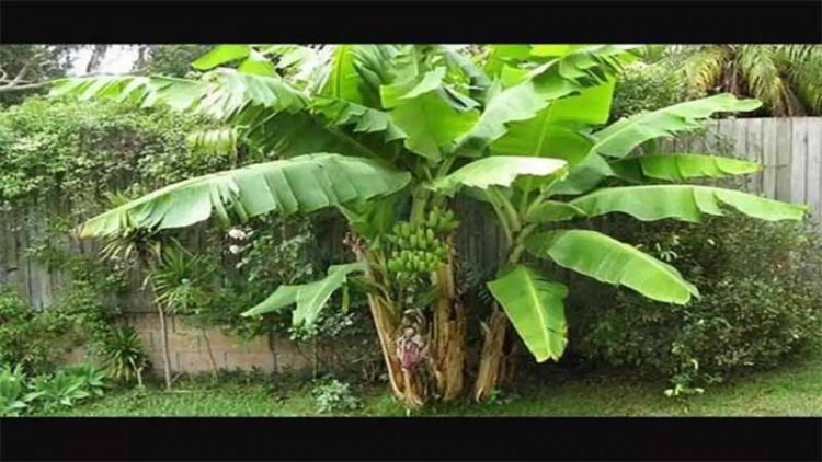 आषाढ़ का महीना बेहद पवित्र, इस वृक्ष की करें पूजा