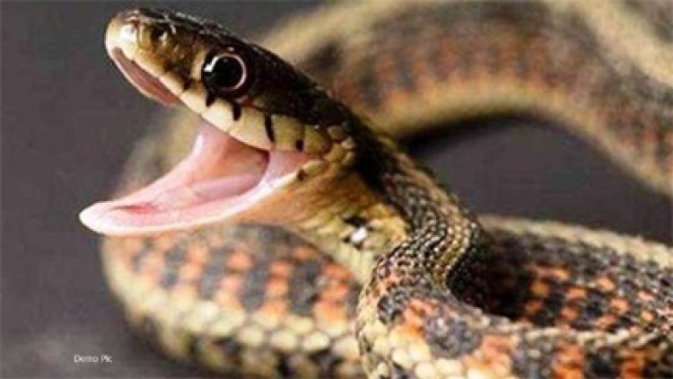 बारिश में बढ़ जाता है सांपों का खतरा, अगर दिखे तो घबराएं नहीं, तुरंत करें ये काम