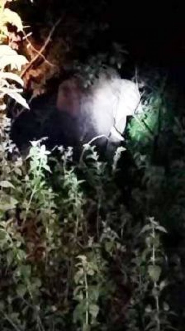 धरमजयगढ़ के पास पहुंचा हाथी