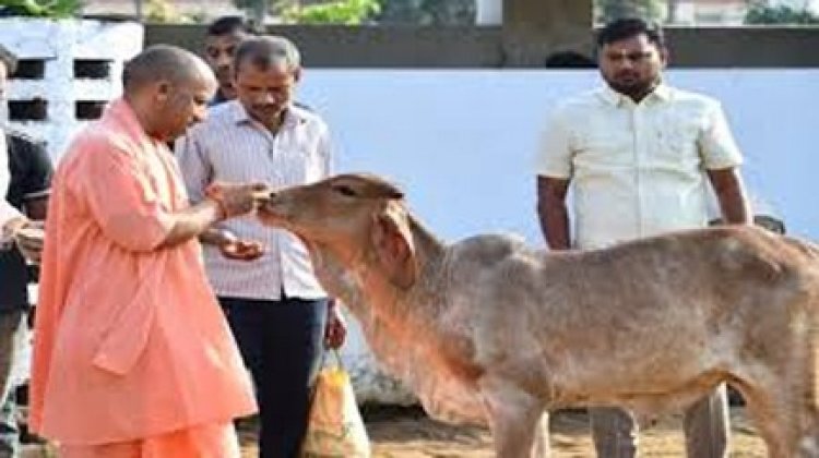 झमाझम बारिश के बीच योगी ने की गोसेवा