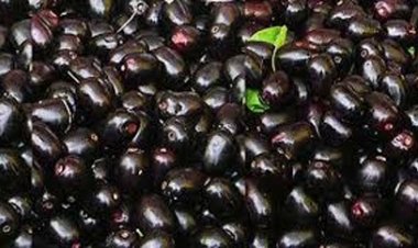 छत्तीसगढ़ में जामुन से लखपति बन रही महिलाएं