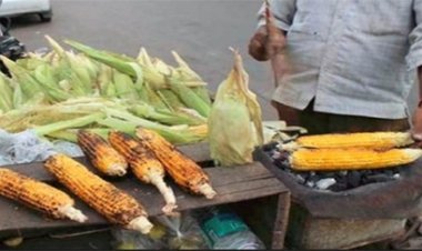 इन दिनों बिलासपुर शहर में भुने भुट्टे की बहार