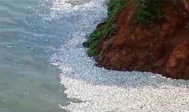 शराब फैक्ट्री से निकली दूषित पानी छोड़ने से शिवनाथ नदी में मछलियों के मौत की आशंका