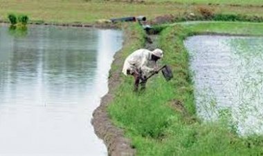 राज्य में लक्ष्य का 81 प्रतिशत बोनी पूर्ण