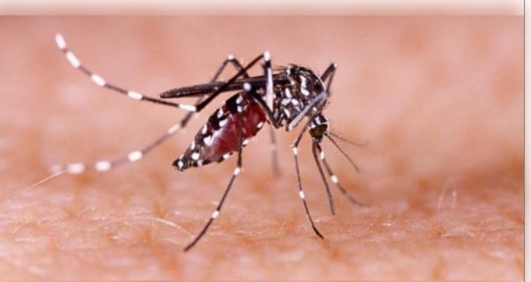 कर्नाटक में डेंगू का कहर, बेंगलुरु में सात लोगों की मौत; स्वास्थ्य मंत्री दिनेश गुंडू राव ने जारी किए दिशा-निर्देश