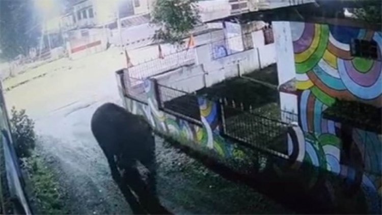 स्कूल में घुसा जंगली हाथी, घंटी बजते करने लगा अजीब हरकत