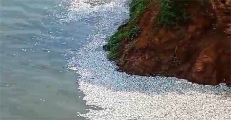 शराब फैक्ट्री से निकली दूषित पानी छोड़ने से शिवनाथ नदी में मछलियों के मौत की आशंका