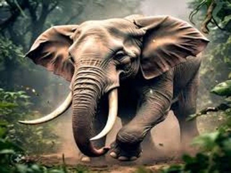 हाथी ने दो सगे भाइयो को मारा