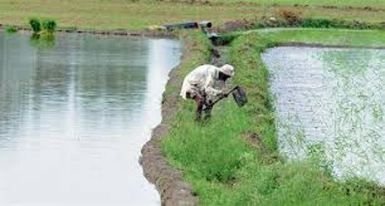 राज्य में लक्ष्य का 81 प्रतिशत बोनी पूर्ण