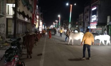 आवारा मवेशियों की धरपकड़ जारी