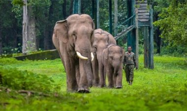 विश्व हाथी दिवस: हाथी हमारे साथी, हर पल करते हैं जंगल की रखवाली