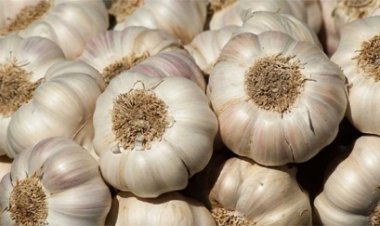 एमपी हाईकोर्ट ने सुनाया फैसला, किसानों को मिली बड़ी राहत