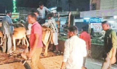 एक ही दिन में 83 पशुओं को पकड़ भेजा कांजी हाउस