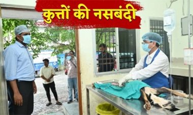 रायपुर में साल भर में 16 लोग हुए डॉग बाइट का शिकार