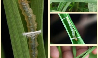 सुकमा जिले में धान के खेतों में पत्ती मोड़क कीट (सोरटी) का दिखा प्रकोप