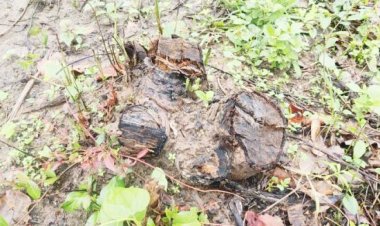 वन भूमि में पट्टा लेने लगातार अवैध कटाई