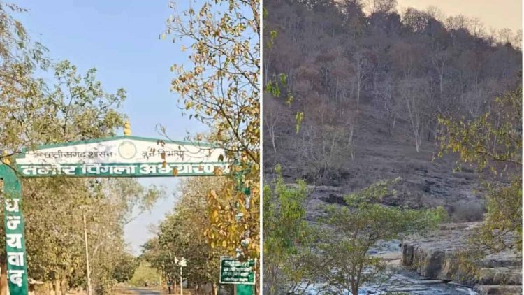 साय सरकार ने गुरु घासीदास- तमोर पिंगला को टाइगर रिजर्व के रूप में किया अधिसूचित