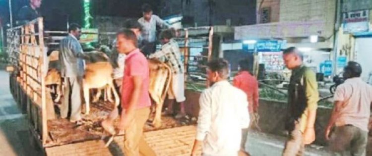 एक ही दिन में 83 पशुओं को पकड़ भेजा कांजी हाउस