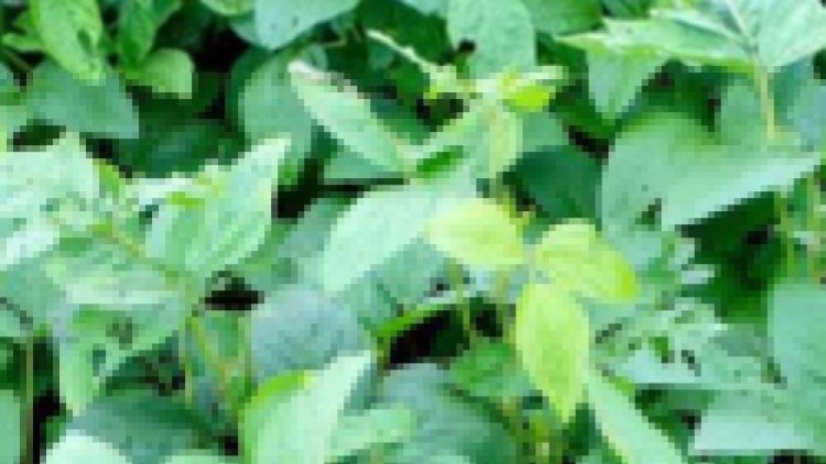 प्रीमियर लीग में मैच फिक्सिंग का खुलासा!