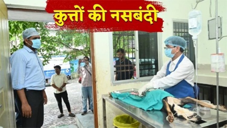 रायपुर में साल भर में 16 लोग हुए डॉग बाइट का शिकार