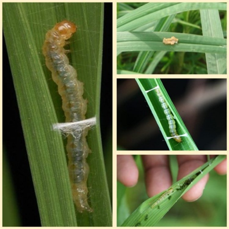 सुकमा जिले में धान के खेतों में पत्ती मोड़क कीट (सोरटी) का दिखा प्रकोप