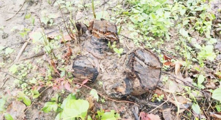 वन भूमि में पट्टा लेने लगातार अवैध कटाई