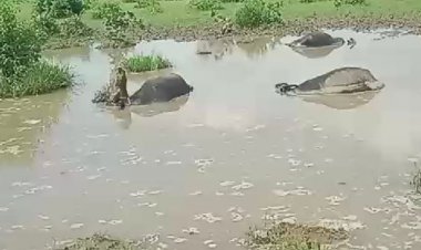 आकाशीय बिजली गिरने से चार भैसों की मौत:दो ग्रामीणों को हुआ लाखों का नुकसान