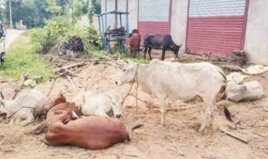 11 मवेशी बरामद, पिकअप छोडक़र तस्कर फरार