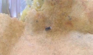 मैग्नेटो माल के सामने संचालित ऐश्वर्यम फूड कार्नर में डोसा में मिला कीड़ा, खाद्य विभाग में शिकायत