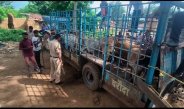 कत्ल खाना ले जाए जा रहे 75 मवेशियों का रैस्क्यू