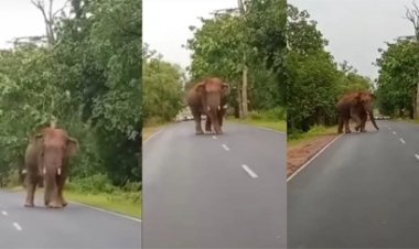 अंबिकापुर-प्रतापपुर मुख्य मार्ग पर पहुंच गया हाथी,मची अफरातफरी