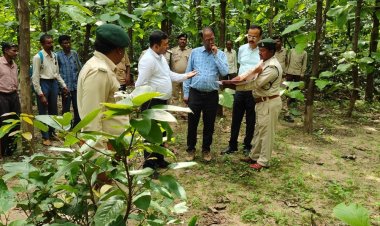 वन विकास निगम के प्रबंध संचालक पहुंचे उमरिया:रोपणी और पौधारोपण क्षेत्र का किया निरीक्षण, अधिकारियों से ली जानकारी