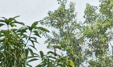 बीते 24 घंटे में चंदेरी में 45 एमएम बरसात:आज भी आसमान में बादलों का डेरा, रुक-रुककर हो रही बारिश