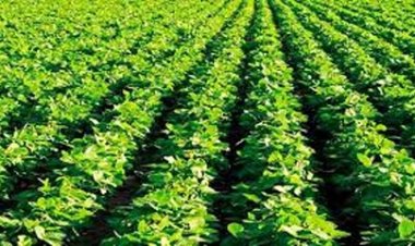 प्रदेश में 99 प्रतिशत बोनी पूर्ण