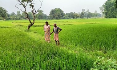 धान की फसल में तना छेदक, बंकी और झुलसा जैसे बीमारियों से बचाव के लिए किसानों को कृषि वैज्ञानिकों की सलाह