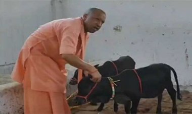 गोरखनाथ मंदिर में आईं पुंगनूर गाय को योगी ने खूब दुलारा