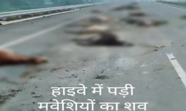 कोरबा हाइवे पर तेज रफ्तार ट्रेलर की चपेट में आने से 18 गोवंश की मौत