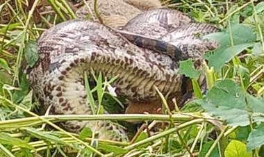 टीकमगढ़ में खेत में दिखा 10 फीट लंबा अजगर:ग्रामीणों की सूचना पर वन अमले ने किया रेस्क्यू; अजगर की जकड़न से सियार की मौत