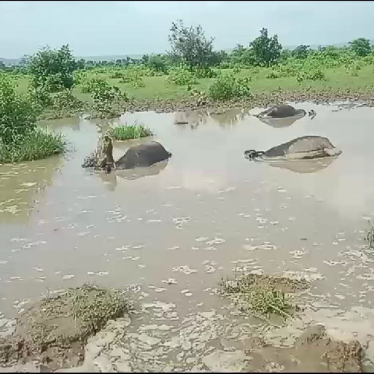 आकाशीय बिजली गिरने से चार भैसों की मौत:दो ग्रामीणों को हुआ लाखों का नुकसान
